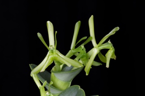 Epidendrum sympetalostele Chapulin CBR/AOS 0 pts.